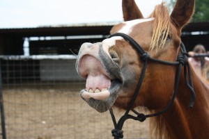 Smile www.Cowboy4Sale.com 90 day challenge, arabian, bay, clinics, colt trainer, deal, dog, dogs, facebook, horse, horseback, horses, kids, parents, playday, racing, ranch, riding, sorting, stout great pony western barrel equestrian quarter escape, team penning, traci davis, wahm, working from home