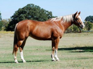 horse, palomino, mare, barrels, youth