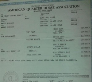 molly, tnt, traci davis, cowboy4sale