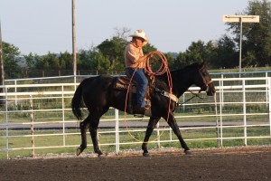 Black rope horse gelding – aged and gentle