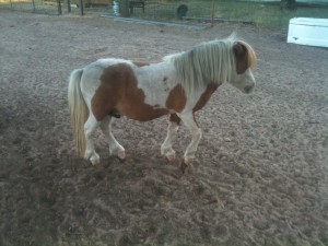 www.Cowboy4Sale.com, texas, horses, horse, for sale, country, stud, mare, breeding, bred, easy, jet, cash, dash, safe, longhorns, sorrel, buckskin, washington, kids, beginner, advanced, show, pleasure, trail, riding, cowboy, cowgirl, freckles, playboy