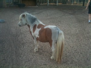 www.Cowboy4Sale.com, texas, horses, horse, for sale, country, stud, mare, breeding, bred, easy, jet, cash, dash, safe, longhorns, sorrel, buckskin, washington, kids, beginner, advanced, show, pleasure, trail, riding, cowboy, cowgirl, freckles, playboy