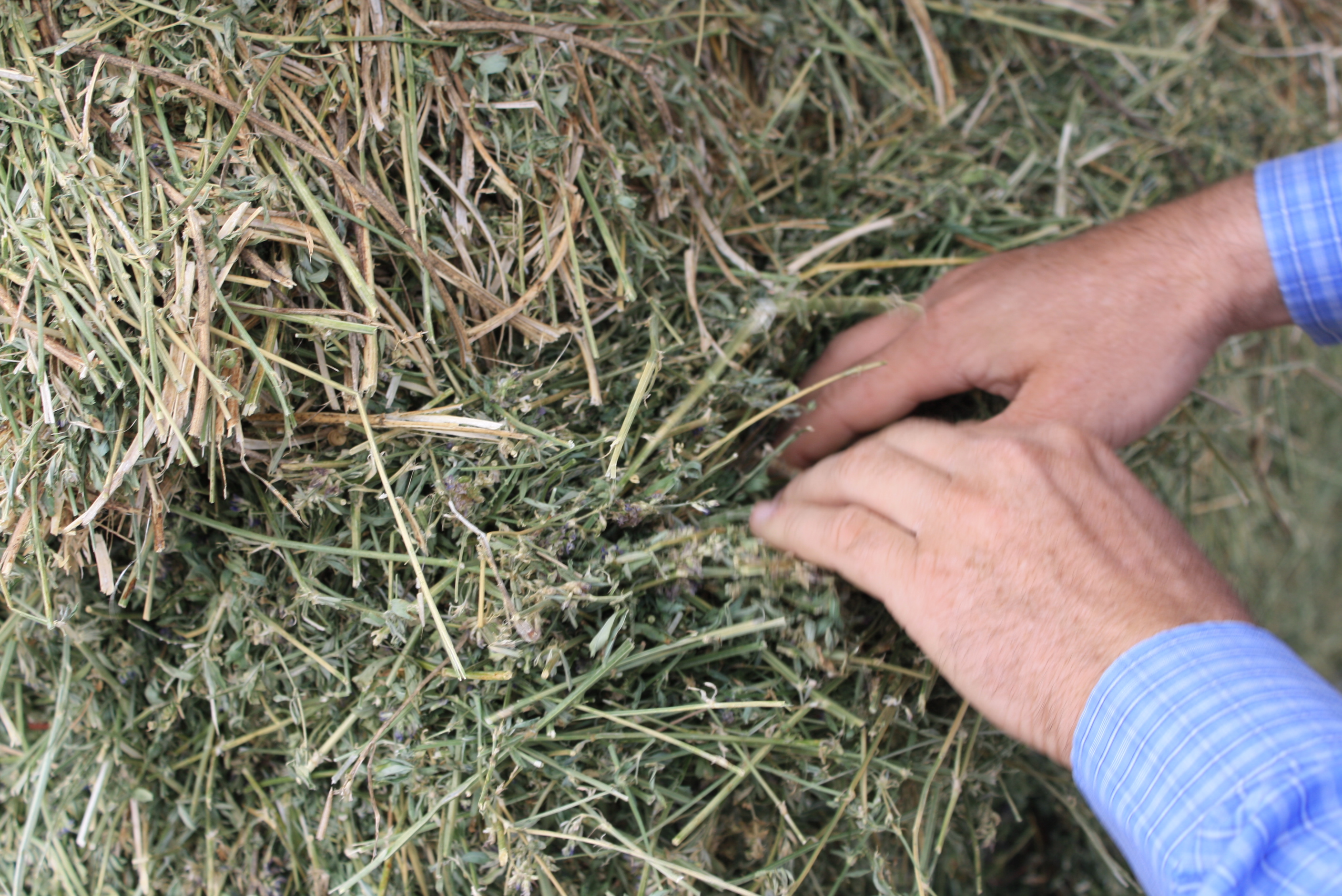 Alfalfa Hay Traci Davis