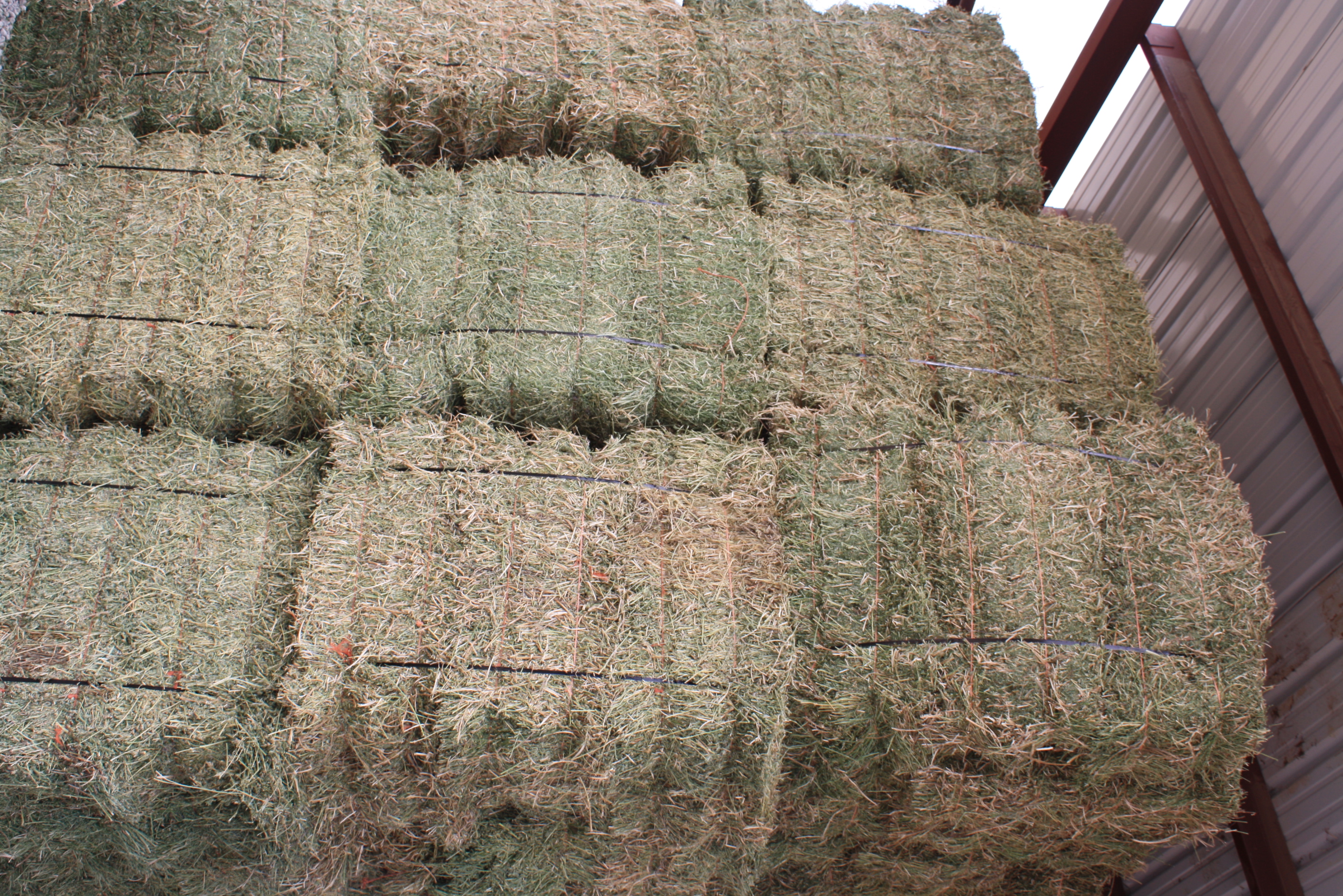 Alfalfa Hay Traci Davis