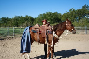 www.Cowboy4Sale.com, horses, for sale, horse, cattle, run, fast, tnt, comanche, texas,cash, dash, barron, no buck,