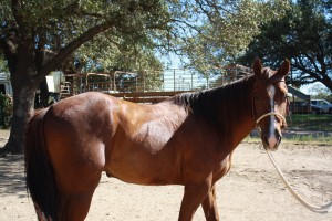 www.Cowboy4Sale.com, horses, for sale, horse, cattle, run, fast, tnt, comanche, texas,cash, dash, barron, no buck,