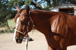www.Cowboy4Sale.com, horses, for sale, horse, cattle, run, fast, tnt, comanche, texas,cash, dash, barron, no buck,