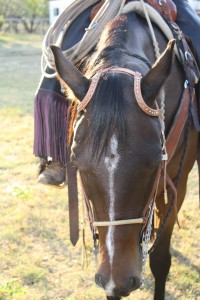 Buckaroo leather texas, horses, horse, for sale, country, stud, mare, breeding, bred, easy, jet, cash, dash, safe, longhorns, sorrel, buckskin, washington, kids, beginner, advanced, show, pleasure, trail, riding, cowboy, cowgirl, freckles, playboy, calf, show, prca, rope tie down, cutting, pepto, peppy, red roan, bay roan, blue roan, stud   Armitas, chaps, chinks, shaps, cowboy, vaquero, buckaroo, leather, headstall, bridle, saddle, saddle bags, hobbles, cowgirl, bosal, gear, rawhide, tack, shop, custom www.Cowboy4Sale.com andy kromm, andrew, texas, idaho,  