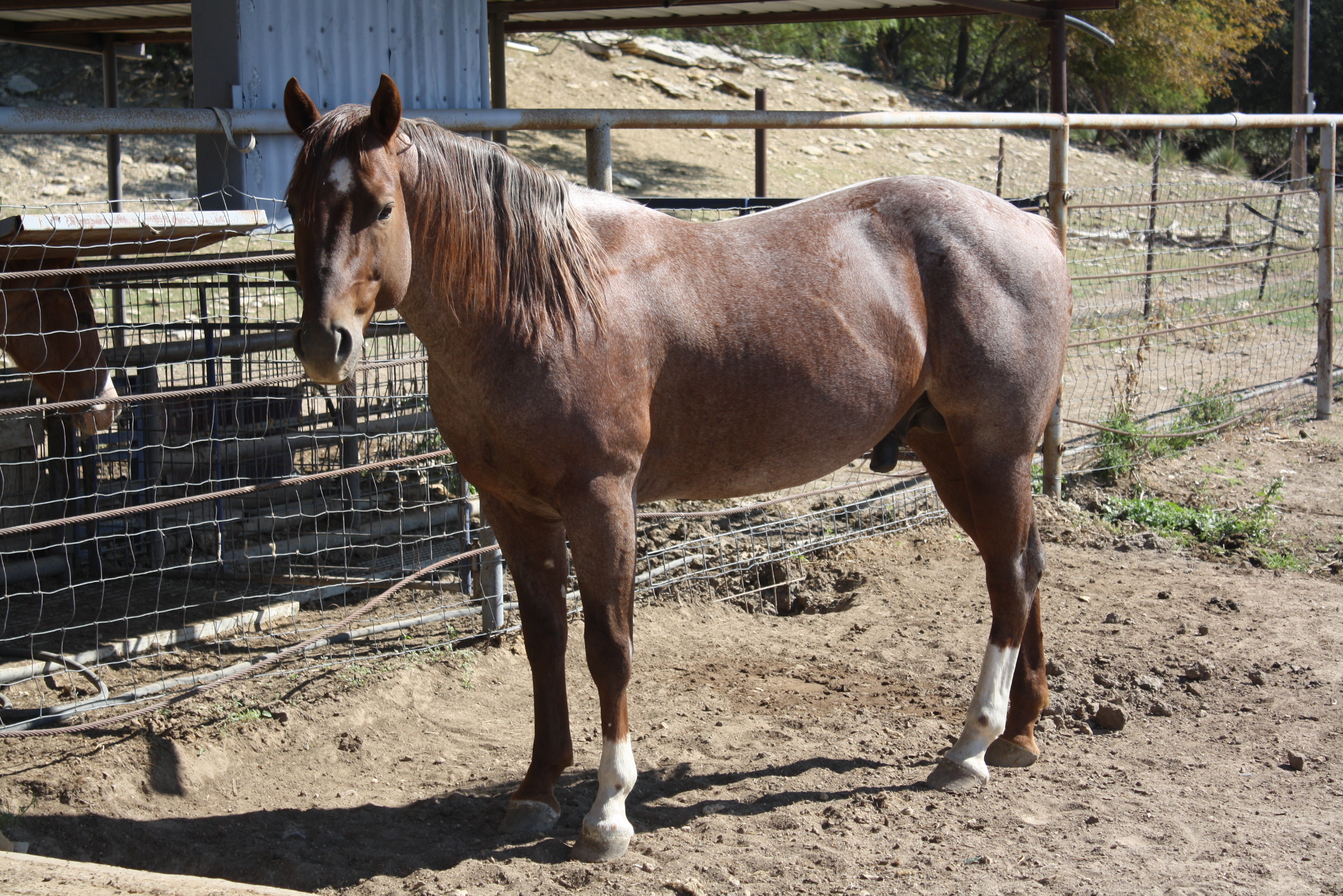 » Reference Sire “Pepto Madera” Traci Davis