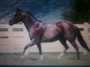 mossyboon www.Cowboy4Sale.com, texas, horses, horse, for sale, country, stud, mare, breeding, bred, easy, jet, cash, dash, safe, longhorns, sorrel, buckskin, washington, kids, beginner, advanced, show, pleasure, trail, riding, cowboy, cowgirl, freckles, playboy, calf, show, prca, rope tie down, cutting, pepto, NCHA, stud, stallion 