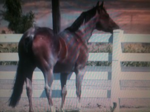 mossyboon www.Cowboy4Sale.com, texas, horses, horse, for sale, country, stud, mare, breeding, bred, easy, jet, cash, dash, safe, longhorns, sorrel, buckskin, washington, kids, beginner, advanced, show, pleasure, trail, riding, cowboy, cowgirl, freckles, playboy, calf, show, prca, rope tie down, cutting, pepto, NCHA, stud, stallion 