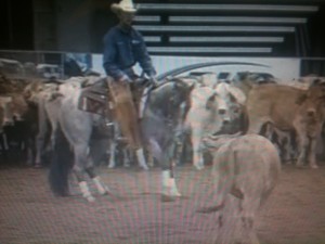 mossyboon www.Cowboy4Sale.com, texas, horses, horse, for sale, country, stud, mare, breeding, bred, easy, jet, cash, dash, safe, longhorns, sorrel, buckskin, washington, kids, beginner, advanced, show, pleasure, trail, riding, cowboy, cowgirl, freckles, playboy, calf, show, prca, rope tie down, cutting, pepto, NCHA, stud, stallion 