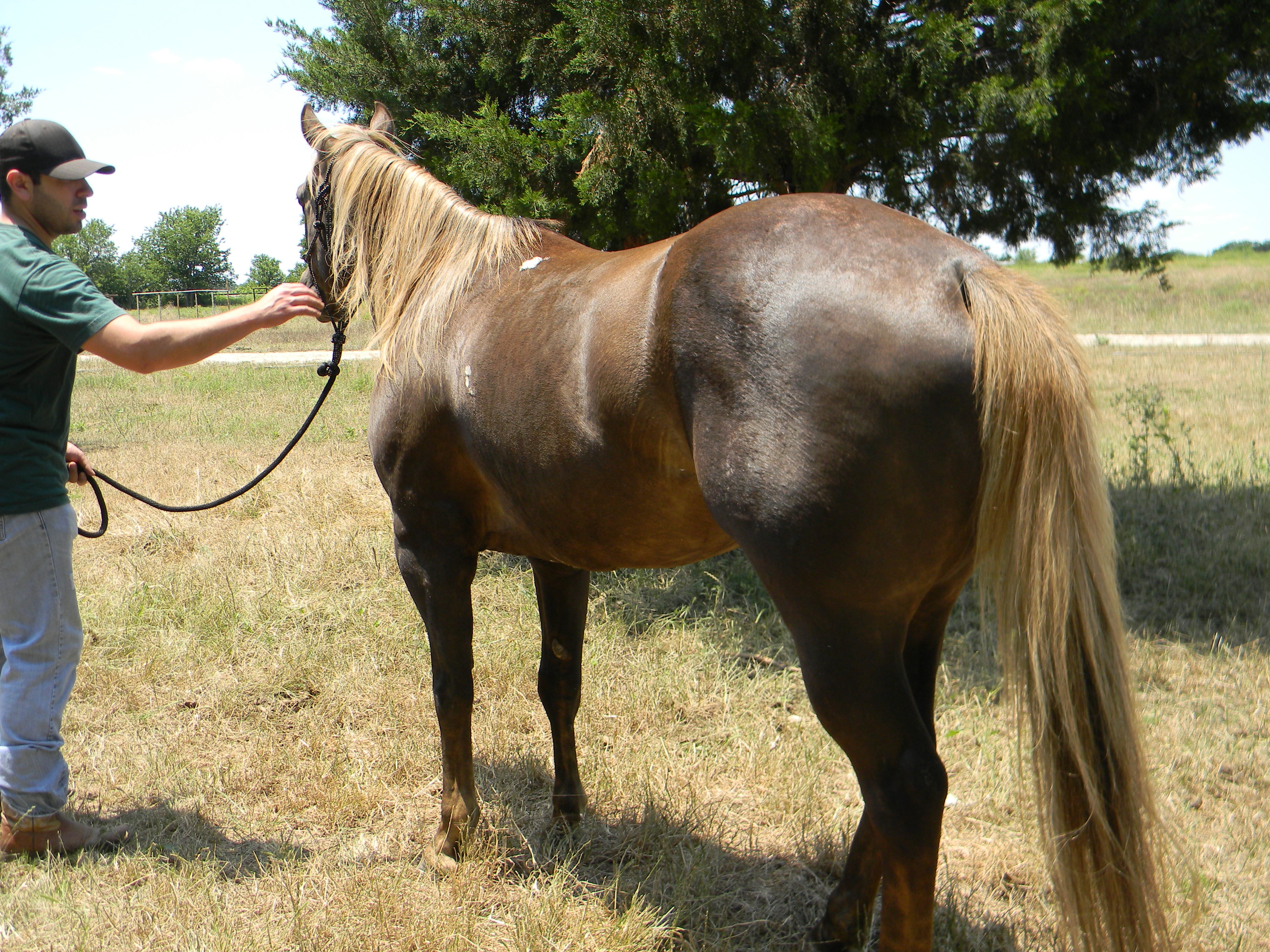 Chocolate Palomino Horses Sale submited images.