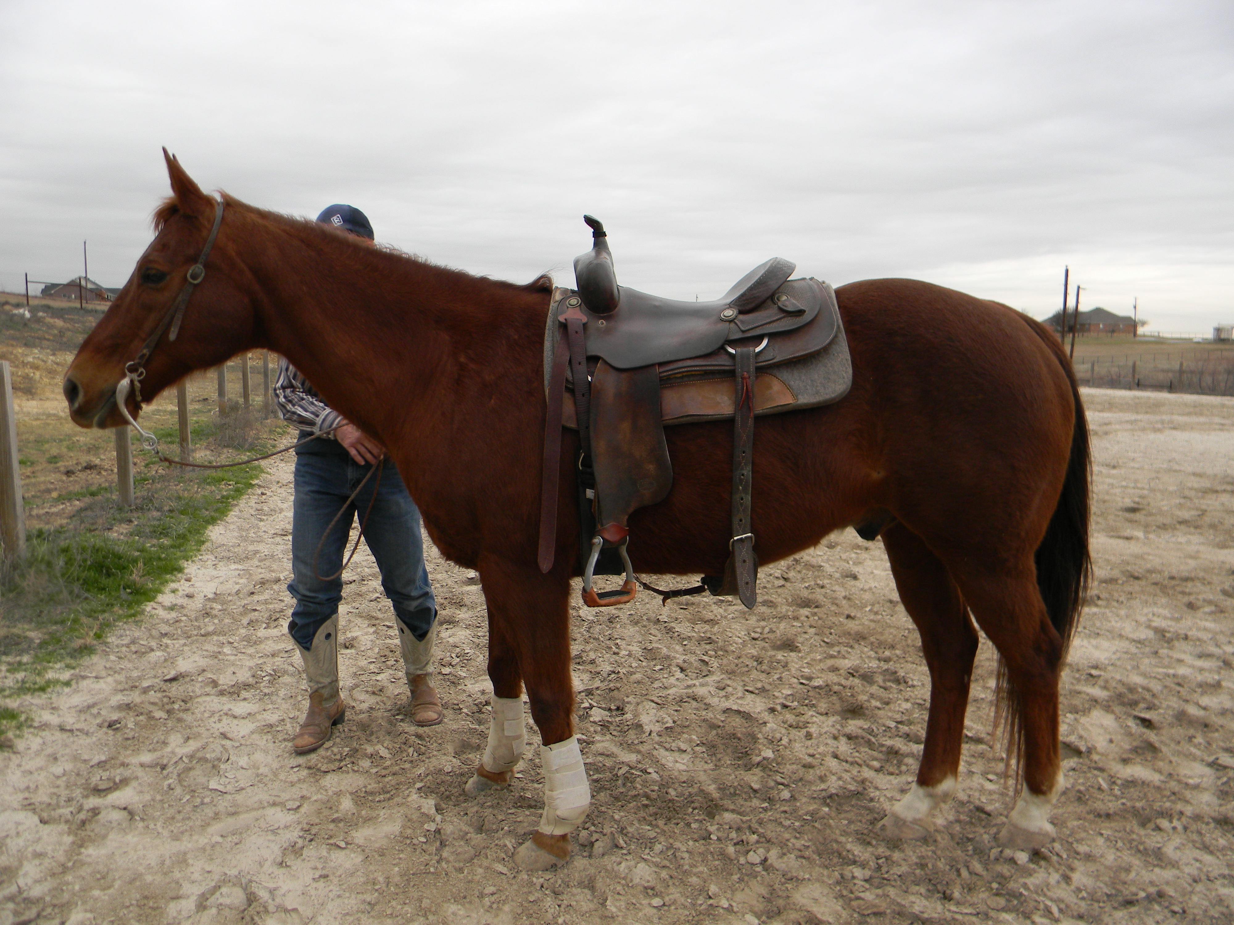 Barrel Racing Horses In Texas Traci Davis