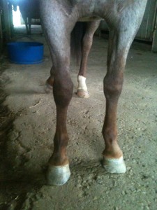 90 day challenge, advanced, bay, beginner, bookclub, bred, breeding, buckskin, calf, cash, clinics, colt trainer, country, cowboy, cowgirl, cutting, dash, donkey, easy, eating right, facebook, for sale, freckles, go to momma, ground work, horse, horse place, horses, hunting, indian, jet, kids, longhorns, mare, momma, mossyboon www.Cowboy4Sale.com, mountains, mule, mules, ncha, online, oprah, pack, parenting, parents, pawnee, pepto, playboy, pleasure, prca, ranch, riding, rope, rope tie down, safe, show, sorrel, stallion, stud, texas, tnt ranch, Tom Davis, traci davis, trail, training, washington 90 day challenge, advanced, bay, beginner, bookclub, bred, breeding, buckskin, calf, cash, clinics, colt trainer, country, cowboy, cowgirl, cutting, dash, donkey, easy, eating right, facebook, for sale, freckles, go to momma, ground work, horse, horse place, horses, hunting, indian, jet, kids, longhorns, mare, momma, mossyboon www.Cowboy4Sale.com, mountains, mule, mules, ncha, online, oprah, pack, parenting, parents, pawnee, pepto, playboy, pleasure, prca, ranch, riding, rope, rope tie down, safe, show, sorrel, stallion, stud, texas, tnt ranch, Tom Davis, traci davis, trail, training, washington