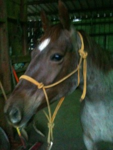90 day challenge, advanced, bay, beginner, bookclub, bred, breeding, buckskin, calf, cash, clinics, colt trainer, country, cowboy, cowgirl, cutting, dash, donkey, easy, eating right, facebook, for sale, freckles, go to momma, ground work, horse, horse place, horses, hunting, indian, jet, kids, longhorns, mare, momma, mossyboon www.Cowboy4Sale.com, mountains, mule, mules, ncha, online, oprah, pack, parenting, parents, pawnee, pepto, playboy, pleasure, prca, ranch, riding, rope, rope tie down, safe, show, sorrel, stallion, stud, texas, tnt ranch, Tom Davis, traci davis, trail, training, washington 90 day challenge, advanced, bay, beginner, bookclub, bred, breeding, buckskin, calf, cash, clinics, colt trainer, country, cowboy, cowgirl, cutting, dash, donkey, easy, eating right, facebook, for sale, freckles, go to momma, ground work, horse, horse place, horses, hunting, indian, jet, kids, longhorns, mare, momma, mossyboon www.Cowboy4Sale.com, mountains, mule, mules, ncha, online, oprah, pack, parenting, parents, pawnee, pepto, playboy, pleasure, prca, ranch, riding, rope, rope tie down, safe, show, sorrel, stallion, stud, texas, tnt ranch, Tom Davis, traci davis, trail, training, washington