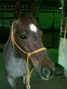90 day challenge, advanced, bay, beginner, bookclub, bred, breeding, buckskin, calf, cash, clinics, colt trainer, country, cowboy, cowgirl, cutting, dash, donkey, easy, eating right, facebook, for sale, freckles, go to momma, ground work, horse, horse place, horses, hunting, indian, jet, kids, longhorns, mare, momma, mossyboon www.Cowboy4Sale.com, mountains, mule, mules, ncha, online, oprah, pack, parenting, parents, pawnee, pepto, playboy, pleasure, prca, ranch, riding, rope, rope tie down, safe, show, sorrel, stallion, stud, texas, tnt ranch, Tom Davis, traci davis, trail, training, washington 90 day challenge, advanced, bay, beginner, bookclub, bred, breeding, buckskin, calf, cash, clinics, colt trainer, country, cowboy, cowgirl, cutting, dash, donkey, easy, eating right, facebook, for sale, freckles, go to momma, ground work, horse, horse place, horses, hunting, indian, jet, kids, longhorns, mare, momma, mossyboon www.Cowboy4Sale.com, mountains, mule, mules, ncha, online, oprah, pack, parenting, parents, pawnee, pepto, playboy, pleasure, prca, ranch, riding, rope, rope tie down, safe, show, sorrel, stallion, stud, texas, tnt ranch, Tom Davis, traci davis, trail, training, washington
