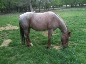 pepto chex dr1 pepto, bet hesa cat, high brow cat, horse, ncha, cutting, 6666, ranch, four sixes, texas, pony,peptoboonsmal, weatherford, pepto, bet hesa cat, high brow cat, horse, ncha, cutting, 6666, ranch, four sixes, texas, pony,peptoboonsmal, weatherford,