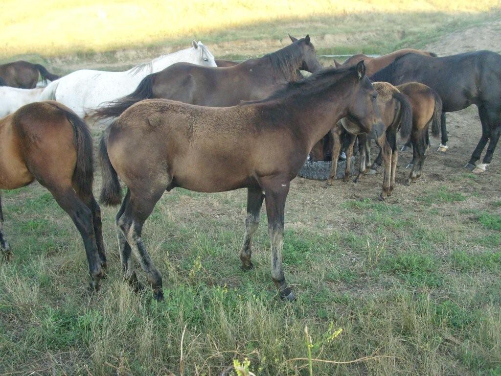 Kingp234 Traci Davis