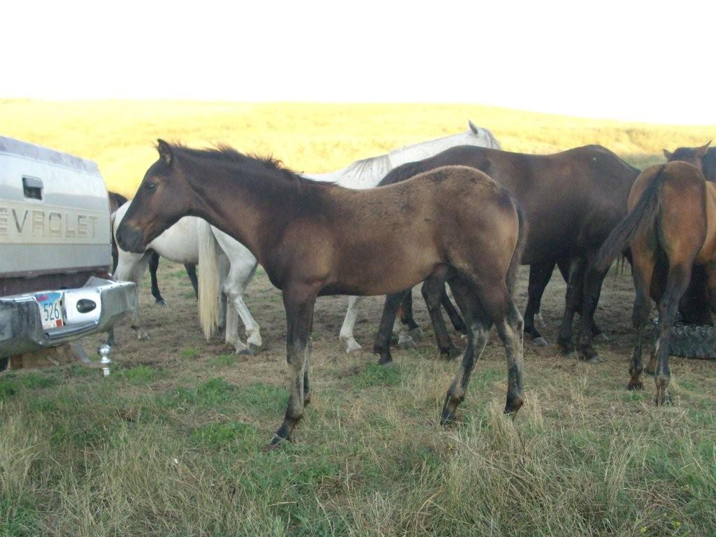 Kingp234 Traci Davis