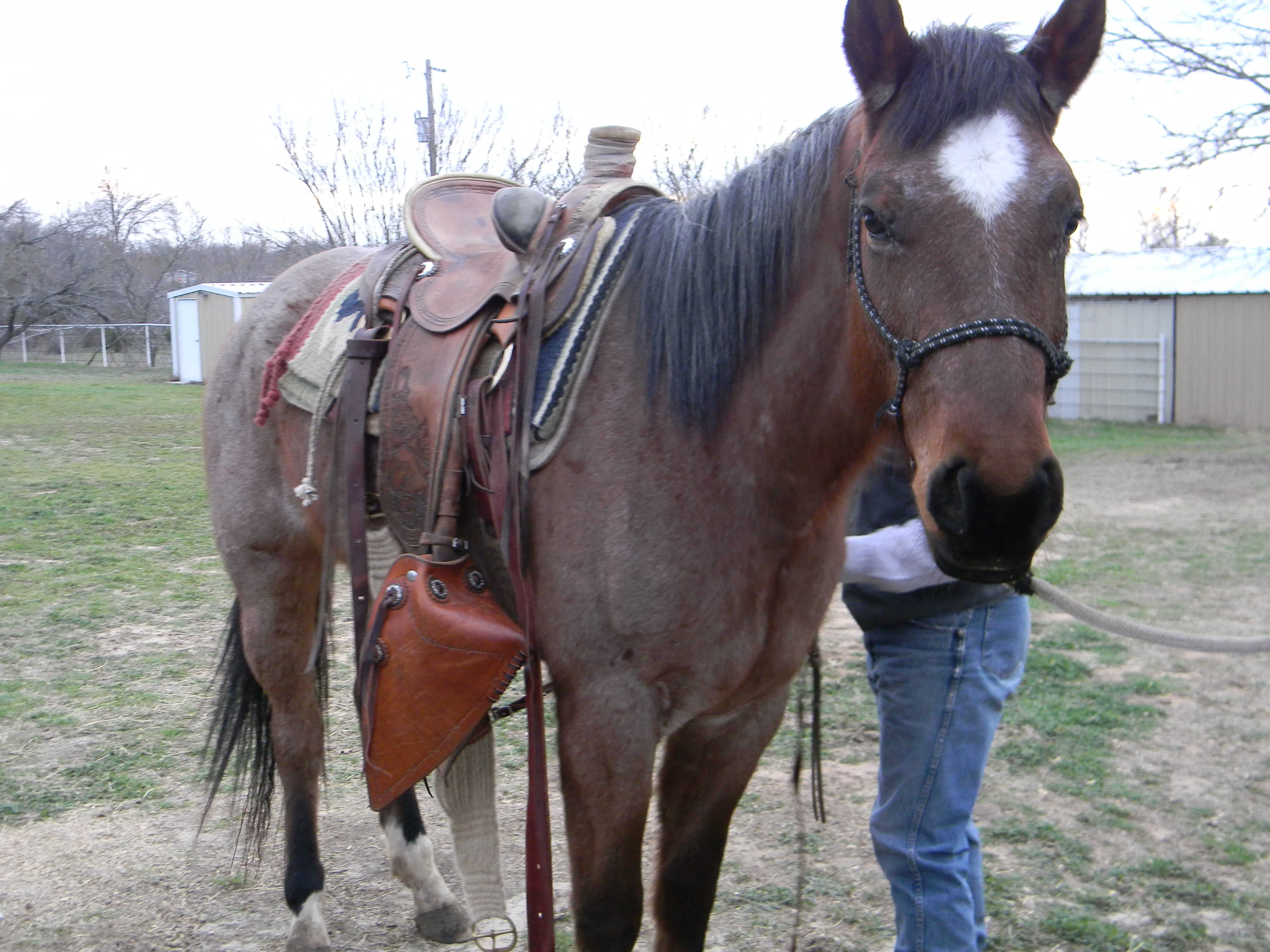 Buckaroo Traci Davis