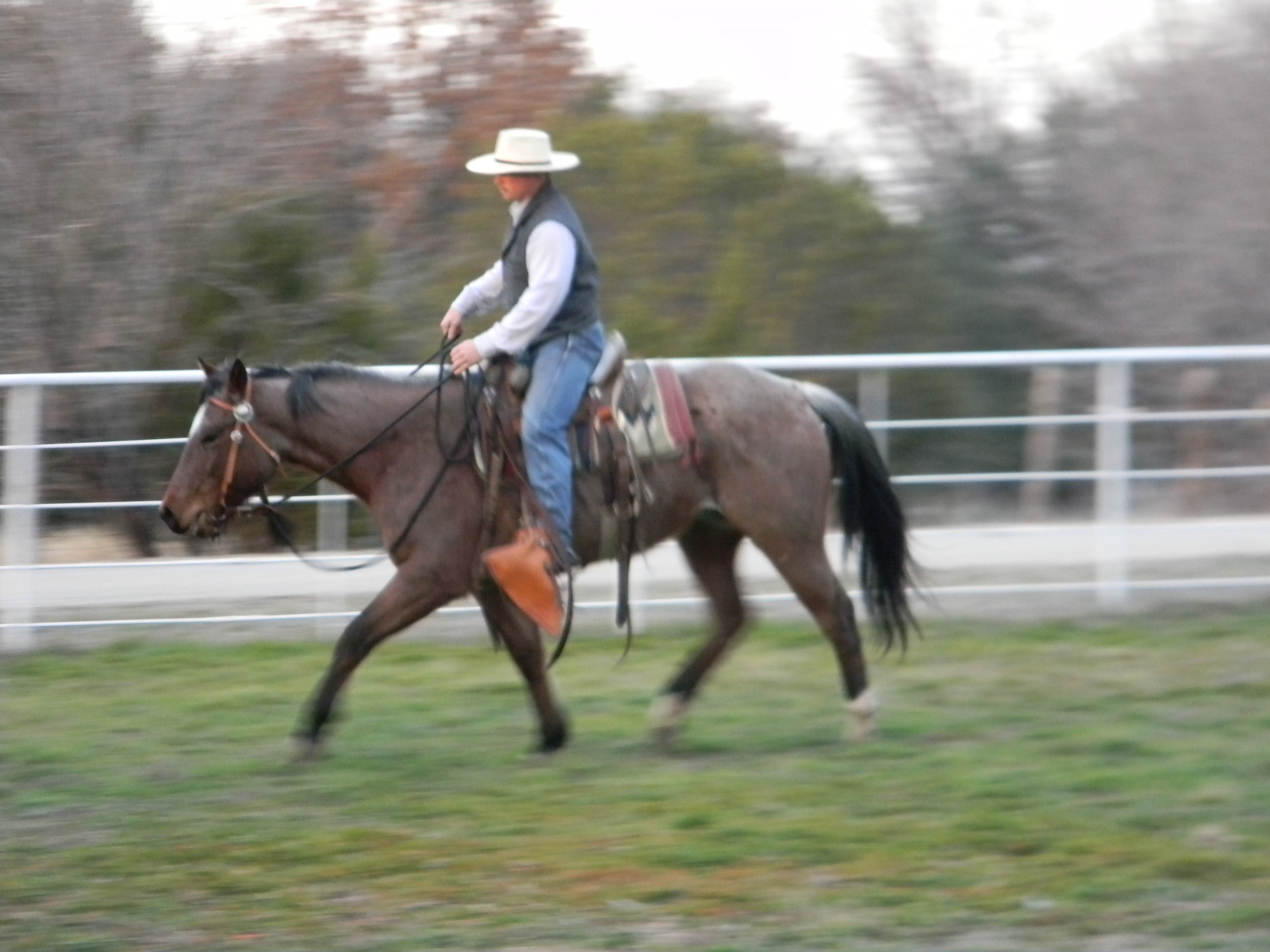 advanced, bay roan, beginner, blue roan, bosal, bred, breeding, Bridle