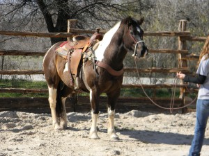 90 day challenge, advanced, beginner, bookclub, bred, breeding, buckskin, calf, cash, colt trainer, country, cowboy, cowgirl, cutting, dash, easy, eating right, facebook, for sale, freckles, go to momma, horse, horse place, horses, jet, kids, longhorns, mare, momma, mossyboon www.Cowboy4Sale.com, ncha, online, oprah, parenting, parents, pepto, playboy, pleasure, prca, riding, rope tie down, safe, show, sorrel, stallion, stud, texas, Tom Davis, traci davis, trail, training, washington