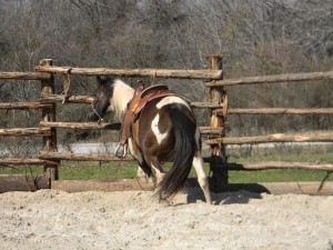90 day challenge, advanced, beginner, bookclub, bred, breeding, buckskin, calf, cash, colt trainer, country, cowboy, cowgirl, cutting, dash, easy, eating right, facebook, for sale, freckles, go to momma, horse, horse place, horses, jet, kids, longhorns, mare, momma, mossyboon www.Cowboy4Sale.com, ncha, online, oprah, parenting, parents, pepto, playboy, pleasure, prca, riding, rope tie down, safe, show, sorrel, stallion, stud, texas, Tom Davis, traci davis, trail, training, washington