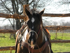 90 day challenge, advanced, beginner, bookclub, bred, breeding, buckskin, calf, cash, colt trainer, country, cowboy, cowgirl, cutting, dash, easy, eating right, facebook, for sale, freckles, go to momma, horse, horse place, horses, jet, kids, longhorns, mare, momma, mossyboon www.Cowboy4Sale.com, ncha, online, oprah, parenting, parents, pepto, playboy, pleasure, prca, riding, rope tie down, safe, show, sorrel, stallion, stud, texas, Tom Davis, traci davis, trail, training, washington