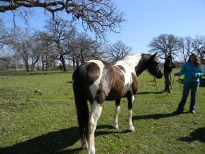 90 day challenge, advanced, beginner, bookclub, bred, breeding, buckskin, calf, cash, colt trainer, country, cowboy, cowgirl, cutting, dash, easy, eating right, facebook, for sale, freckles, go to momma, horse, horse place, horses, jet, kids, longhorns, mare, momma, mossyboon www.Cowboy4Sale.com, ncha, online, oprah, parenting, parents, pepto, playboy, pleasure, prca, riding, rope tie down, safe, show, sorrel, stallion, stud, texas, Tom Davis, traci davis, trail, training, washington