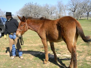  bay, clinics, colt trainer, donkey, facebook, for sale, ground work, hunting, indian, mountains, mule, mules, pack, pawnee, ranch, riding, rope, stud,texas, tnt ranch, traci davis, trail,90 day challenge, advanced, beginner, bookclub, bred, breeding, buckskin, calf, cash, colt trainer, country, cowboy, cowgirl, cutting, dash, easy, eating right, facebook, for sale, freckles, go to momma, horse, horse place, horses, jet, kids, longhorns, mare, momma, mossyboon www.Cowboy4Sale.com, ncha, online, oprah, parenting, parents, pepto, playboy, pleasure, prca, riding, rope tie down, safe, show, sorrel, stallion, stud, texas, Tom Davis, traci davis, trail, training, washington 