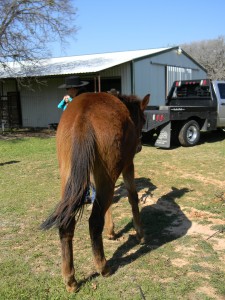  bay, clinics, colt trainer, donkey, facebook, for sale, ground work, hunting, indian, mountains, mule, mules, pack, pawnee, ranch, riding, rope, stud,texas, tnt ranch, traci davis, trail,90 day challenge, advanced, beginner, bookclub, bred, breeding, buckskin, calf, cash, colt trainer, country, cowboy, cowgirl, cutting, dash, easy, eating right, facebook, for sale, freckles, go to momma, horse, horse place, horses, jet, kids, longhorns, mare, momma, mossyboon www.Cowboy4Sale.com, ncha, online, oprah, parenting, parents, pepto, playboy, pleasure, prca, riding, rope tie down, safe, show, sorrel, stallion, stud, texas, Tom Davis, traci davis, trail, training, washington 