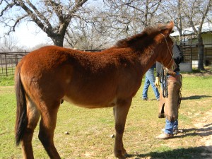  bay, clinics, colt trainer, donkey, facebook, for sale, ground work, hunting, indian, mountains, mule, mules, pack, pawnee, ranch, riding, rope, stud,texas, tnt ranch, traci davis, trail,90 day challenge, advanced, beginner, bookclub, bred, breeding, buckskin, calf, cash, colt trainer, country, cowboy, cowgirl, cutting, dash, easy, eating right, facebook, for sale, freckles, go to momma, horse, horse place, horses, jet, kids, longhorns, mare, momma, mossyboon www.Cowboy4Sale.com, ncha, online, oprah, parenting, parents, pepto, playboy, pleasure, prca, riding, rope tie down, safe, show, sorrel, stallion, stud, texas, Tom Davis, traci davis, trail, training, washington 