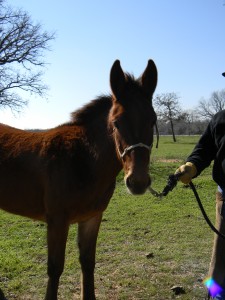  bay, clinics, colt trainer, donkey, facebook, for sale, ground work, hunting, indian, mountains, mule, mules, pack, pawnee, ranch, riding, rope, stud,texas, tnt ranch, traci davis, trail,90 day challenge, advanced, beginner, bookclub, bred, breeding, buckskin, calf, cash, colt trainer, country, cowboy, cowgirl, cutting, dash, easy, eating right, facebook, for sale, freckles, go to momma, horse, horse place, horses, jet, kids, longhorns, mare, momma, mossyboon www.Cowboy4Sale.com, ncha, online, oprah, parenting, parents, pepto, playboy, pleasure, prca, riding, rope tie down, safe, show, sorrel, stallion, stud, texas, Tom Davis, traci davis, trail, training, washington 