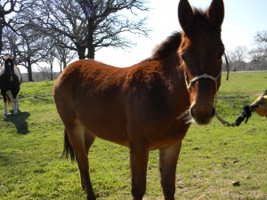  bay, clinics, colt trainer, donkey, facebook, for sale, ground work, hunting, indian, mountains, mule, mules, pack, pawnee, ranch, riding, rope, stud,texas, tnt ranch, traci davis, trail,90 day challenge, advanced, beginner, bookclub, bred, breeding, buckskin, calf, cash, colt trainer, country, cowboy, cowgirl, cutting, dash, easy, eating right, facebook, for sale, freckles, go to momma, horse, horse place, horses, jet, kids, longhorns, mare, momma, mossyboon www.Cowboy4Sale.com, ncha, online, oprah, parenting, parents, pepto, playboy, pleasure, prca, riding, rope tie down, safe, show, sorrel, stallion, stud, texas, Tom Davis, traci davis, trail, training, washington 