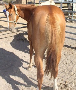 Dolly advanced, bay, bay roan, beginner, blue roan, bosal, bred, breeding, Bridle, brood, buckaroo, buckskin, calf, cash, chaps, chinks, country, cowboy, cowgirl, custom, cutting, dads, dash, easy, endurance, for sale, freckles, gear, go to momma, headstall, hobbles, horse, horses, house, jet, kids, leather, longhorns, mare, peppy, pepto, playboy, playday, pleasure, prca, ramuda, ranch, rawhide, red roan, riding, rope tie down, saddle, saddle bags, safe, shaps, shop, show, sorrel, sorting, stout great, stud, stud Armitas, tack, team penning, texas, tnt ranch, Tom Davis, traci davis, trail, Vaquero, washington, www.cowboy4sale.com advanced, bay, bay roan, beginner, blue roan, bosal, bred, breeding, Bridle, brood, buckaroo, buckskin, calf, cash, chaps, chinks, country, cowboy, cowgirl, custom, cutting, dads, dash, easy, endurance, for sale, freckles, gear, go to momma, headstall, hobbles, horse, horses, house, jet, kids, leather, longhorns, mare, peppy, pepto, playboy, playday, pleasure, prca, ramuda, ranch, rawhide, red roan, riding, rope tie down, saddle, saddle bags, safe, shaps, shop, show, sorrel, sorting, stout great, stud, stud Armitas, tack, team penning, texas, tnt ranch, Tom Davis, traci davis, trail, Vaquero, washington, www.cowboy4sale.com