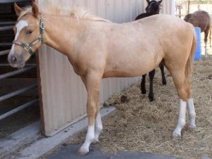 horse, horses, playday, ranch, sorting, team penning, riding, kids, bay, stout  great pony western barrel equestrian quarter escape arabian horseback racing saddle pleasure equine training jump jumping stables eventing lesson warmblood paint colt 