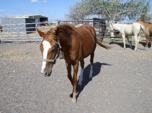 dolly2 advanced, bay, bay roan, beginner, blue roan, bosal, bred, breeding, Bridle, brood, buckaroo, buckskin, calf, cash, chaps, chinks, country, cowboy, cowgirl, custom, cutting, dads, dash, easy, endurance, for sale, freckles, gear, go to momma, headstall, hobbles, horse, horses, house, jet, kids, leather, longhorns, mare, peppy, pepto, playboy, playday, pleasure, prca, ramuda, ranch, rawhide, red roan, riding, rope tie down, saddle, saddle bags, safe, shaps, shop, show, sorrel, sorting, stout great, stud, stud Armitas, tack, team penning, texas, tnt ranch, Tom Davis, traci davis, trail, Vaquero, washington, www.cowboy4sale.com advanced, bay, bay roan, beginner, blue roan, bosal, bred, breeding, Bridle, brood, buckaroo, buckskin, calf, cash, chaps, chinks, country, cowboy, cowgirl, custom, cutting, dads, dash, easy, endurance, for sale, freckles, gear, go to momma, headstall, hobbles, horse, horses, house, jet, kids, leather, longhorns, mare, peppy, pepto, playboy, playday, pleasure, prca, ramuda, ranch, rawhide, red roan, riding, rope tie down, saddle, saddle bags, safe, shaps, shop, show, sorrel, sorting, stout great, stud, stud Armitas, tack, team penning, texas, tnt ranch, Tom Davis, traci davis, trail, Vaquero, washington, www.cowboy4sale.com