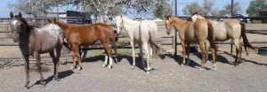 dolly3 advanced, bay, bay roan, beginner, blue roan, bosal, bred, breeding, Bridle, brood, buckaroo, buckskin, calf, cash, chaps, chinks, country, cowboy, cowgirl, custom, cutting, dads, dash, easy, endurance, for sale, freckles, gear, go to momma, headstall, hobbles, horse, horses, house, jet, kids, leather, longhorns, mare, peppy, pepto, playboy, playday, pleasure, prca, ramuda, ranch, rawhide, red roan, riding, rope tie down, saddle, saddle bags, safe, shaps, shop, show, sorrel, sorting, stout great, stud, stud Armitas, tack, team penning, texas, tnt ranch, Tom Davis, traci davis, trail, Vaquero, washington, www.cowboy4sale.com advanced, bay, bay roan, beginner, blue roan, bosal, bred, breeding, Bridle, brood, buckaroo, buckskin, calf, cash, chaps, chinks, country, cowboy, cowgirl, custom, cutting, dads, dash, easy, endurance, for sale, freckles, gear, go to momma, headstall, hobbles, horse, horses, house, jet, kids, leather, longhorns, mare, peppy, pepto, playboy, playday, pleasure, prca, ramuda, ranch, rawhide, red roan, riding, rope tie down, saddle, saddle bags, safe, shaps, shop, show, sorrel, sorting, stout great, stud, stud Armitas, tack, team penning, texas, tnt ranch, Tom Davis, traci davis, trail, Vaquero, washington, www.cowboy4sale.com