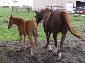 dolly4 advanced, bay, bay roan, beginner, blue roan, bosal, bred, breeding, Bridle, brood, buckaroo, buckskin, calf, cash, chaps, chinks, country, cowboy, cowgirl, custom, cutting, dads, dash, easy, endurance, for sale, freckles, gear, go to momma, headstall, hobbles, horse, horses, house, jet, kids, leather, longhorns, mare, peppy, pepto, playboy, playday, pleasure, prca, ramuda, ranch, rawhide, red roan, riding, rope tie down, saddle, saddle bags, safe, shaps, shop, show, sorrel, sorting, stout great, stud, stud Armitas, tack, team penning, texas, tnt ranch, Tom Davis, traci davis, trail, Vaquero, washington, www.cowboy4sale.com advanced, bay, bay roan, beginner, blue roan, bosal, bred, breeding, Bridle, brood, buckaroo, buckskin, calf, cash, chaps, chinks, country, cowboy, cowgirl, custom, cutting, dads, dash, easy, endurance, for sale, freckles, gear, go to momma, headstall, hobbles, horse, horses, house, jet, kids, leather, longhorns, mare, peppy, pepto, playboy, playday, pleasure, prca, ramuda, ranch, rawhide, red roan, riding, rope tie down, saddle, saddle bags, safe, shaps, shop, show, sorrel, sorting, stout great, stud, stud Armitas, tack, team penning, texas, tnt ranch, Tom Davis, traci davis, trail, Vaquero, washington, www.cowboy4sale.com