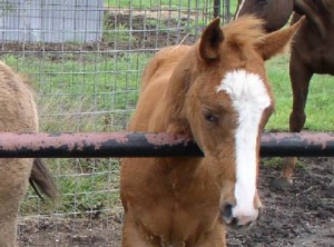 dolly5 advanced, bay, bay roan, beginner, blue roan, bosal, bred, breeding, Bridle, brood, buckaroo, buckskin, calf, cash, chaps, chinks, country, cowboy, cowgirl, custom, cutting, dads, dash, easy, endurance, for sale, freckles, gear, go to momma, headstall, hobbles, horse, horses, house, jet, kids, leather, longhorns, mare, peppy, pepto, playboy, playday, pleasure, prca, ramuda, ranch, rawhide, red roan, riding, rope tie down, saddle, saddle bags, safe, shaps, shop, show, sorrel, sorting, stout great, stud, stud Armitas, tack, team penning, texas, tnt ranch, Tom Davis, traci davis, trail, Vaquero, washington, www.cowboy4sale.com advanced, bay, bay roan, beginner, blue roan, bosal, bred, breeding, Bridle, brood, buckaroo, buckskin, calf, cash, chaps, chinks, country, cowboy, cowgirl, custom, cutting, dads, dash, easy, endurance, for sale, freckles, gear, go to momma, headstall, hobbles, horse, horses, house, jet, kids, leather, longhorns, mare, peppy, pepto, playboy, playday, pleasure, prca, ramuda, ranch, rawhide, red roan, riding, rope tie down, saddle, saddle bags, safe, shaps, shop, show, sorrel, sorting, stout great, stud, stud Armitas, tack, team penning, texas, tnt ranch, Tom Davis, traci davis, trail, Vaquero, washington, www.cowboy4sale.com
