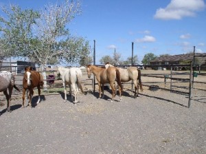 dolly6 advanced, bay, bay roan, beginner, blue roan, bosal, bred, breeding, Bridle, brood, buckaroo, buckskin, calf, cash, chaps, chinks, country, cowboy, cowgirl, custom, cutting, dads, dash, easy, endurance, for sale, freckles, gear, go to momma, headstall, hobbles, horse, horses, house, jet, kids, leather, longhorns, mare, peppy, pepto, playboy, playday, pleasure, prca, ramuda, ranch, rawhide, red roan, riding, rope tie down, saddle, saddle bags, safe, shaps, shop, show, sorrel, sorting, stout great, stud, stud Armitas, tack, team penning, texas, tnt ranch, Tom Davis, traci davis, trail, Vaquero, washington, www.cowboy4sale.com advanced, bay, bay roan, beginner, blue roan, bosal, bred, breeding, Bridle, brood, buckaroo, buckskin, calf, cash, chaps, chinks, country, cowboy, cowgirl, custom, cutting, dads, dash, easy, endurance, for sale, freckles, gear, go to momma, headstall, hobbles, horse, horses, house, jet, kids, leather, longhorns, mare, peppy, pepto, playboy, playday, pleasure, prca, ramuda, ranch, rawhide, red roan, riding, rope tie down, saddle, saddle bags, safe, shaps, shop, show, sorrel, sorting, stout great, stud, stud Armitas, tack, team penning, texas, tnt ranch, Tom Davis, traci davis, trail, Vaquero, washington, www.cowboy4sale.com