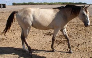 buckskin, filly, broodmare, mare, south texas, horse, horses, ride, riding