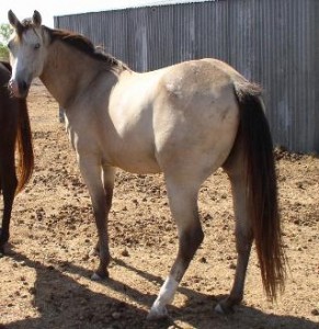buckskin, filly, broodmare, mare, south texas, horse, horses, ride, riding