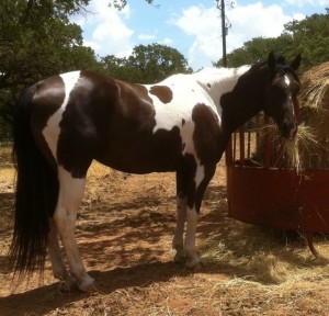 90 day challenge, advanced, beginner, bookclub, bred, breeding, buckskin, calf, cash, colt trainer, country, cowboy, cowgirl, cutting, dash, easy, eating right, facebook, for sale, freckles, go to momma, horse, horse place, horses, jet, kids, longhorns, mare, momma, mossyboon www.Cowboy4Sale.com, ncha, online, oprah, parenting, parents, pepto, playboy, pleasure, prca, riding, rope tie down, safe, show, sorrel, stallion, stud, texas, Tom Davis, traci davis, trail, training, washington
