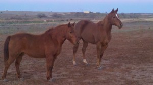 bay, colt trainer, deal, eating right, endurance, facebook, filly, for sale, go to momma, goat, horse, horse place, horses, house, kids, life, longhorns, mare, online, oprah, playday, ranch, real estate., riding, rodeo, rope, SHAM, sorting, sports, team penning, texas, tnt ranch, traci davis, training, wahm