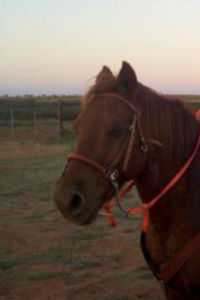 bay, colt trainer, deal, eating right, endurance, facebook, filly, for sale, go to momma, goat, horse, horse place, horses, house, kids, life, longhorns, mare, online, oprah, playday, ranch, real estate., riding, rodeo, rope, SHAM, sorting, sports, team penning, texas, tnt ranch, traci davis, training, wahm