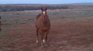 poa bay, colt trainer, deal, eating right, endurance, facebook, filly, for sale, go to momma, goat, horse, horse place, horses, house, kids, life, longhorns, mare, online, oprah, playday, ranch, real estate., riding, rodeo, rope, SHAM, sorting, sports, team penning, texas, tnt ranch, traci davis, training, wahm