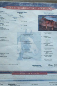 poa bay, colt trainer, deal, eating right, endurance, facebook, filly, for sale, go to momma, goat, horse, horse place, horses, house, kids, life, longhorns, mare, online, oprah, playday, ranch, real estate., riding, rodeo, rope, SHAM, sorting, sports, team penning, texas, tnt ranch, traci davis, training, wahm