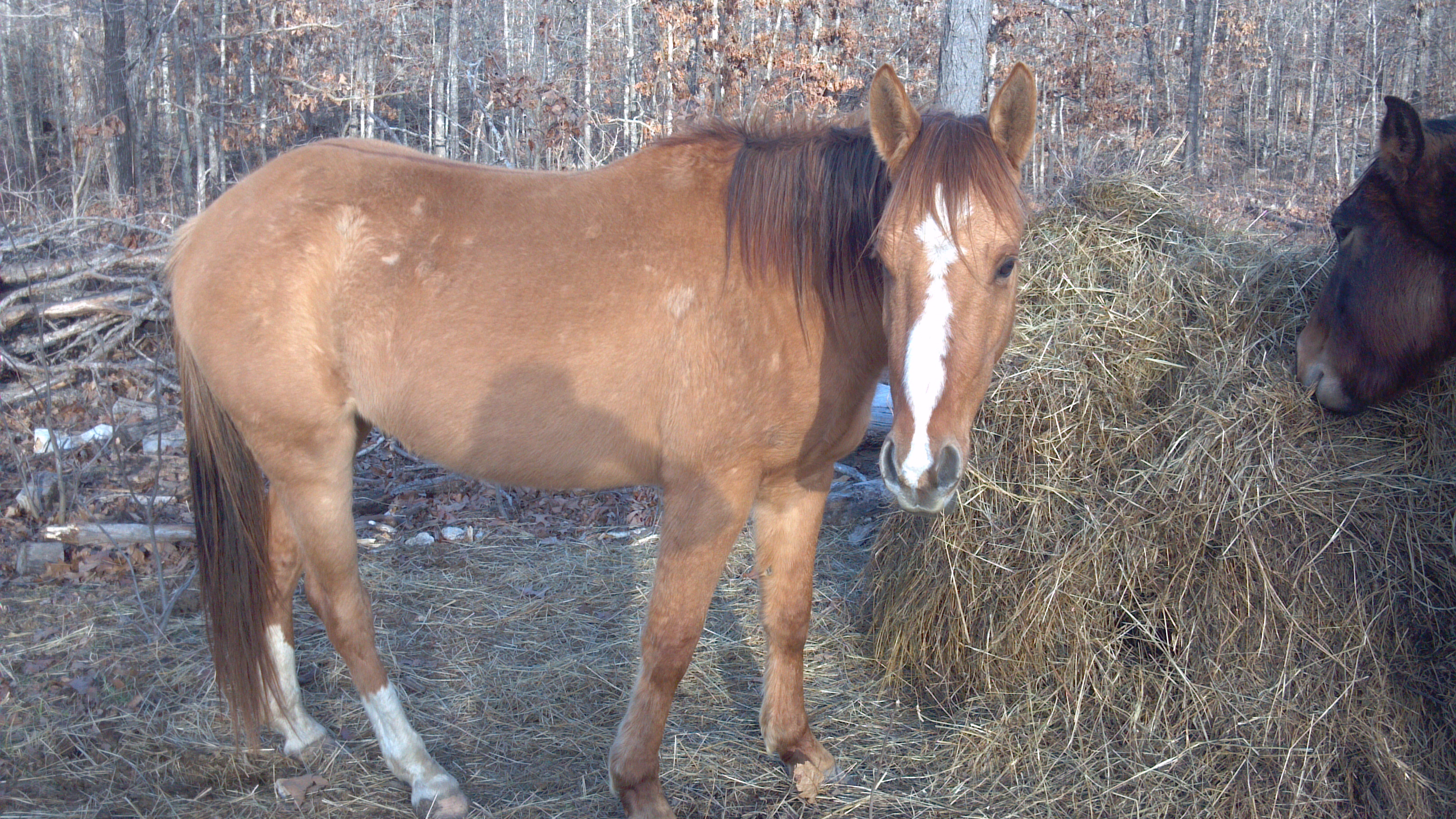 Kingp234 Traci Davis